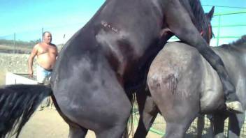 Equines screwing one another in a fierce bestiality clip