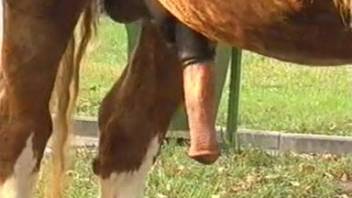 Amazing animal sex teaser clip featuring a well-endowed male horse