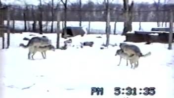 Gang of wolves screwing arouses intense desire in passionate animal enthusiast