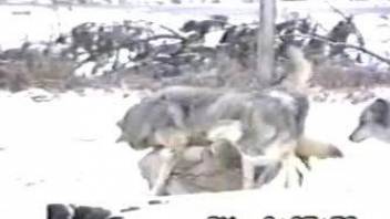 Wolf pack fucking causes horny zoo lover a lot of lust
