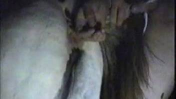 Female horse's cunt stimulated by fingers and pounded deeply at nighttime