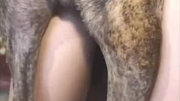 Canine mounts alluring novice female and brings her to climax