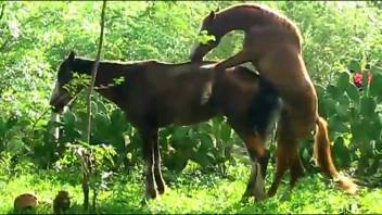 Equines engaging in explicit antics in a hardcore adult film