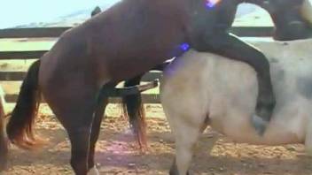 Hot horses fucking each other in free porn video