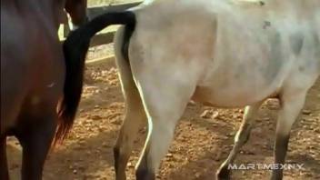 Sexy equines mating with each other in a free adult video
