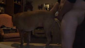 Chubby guy banging a hot mongrel