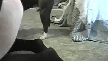 Chubby ass woman bends the ass for a good dog fuck