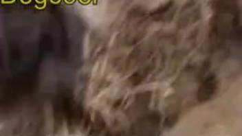 A guy's rigid dick penetrates a highly alluring sheep