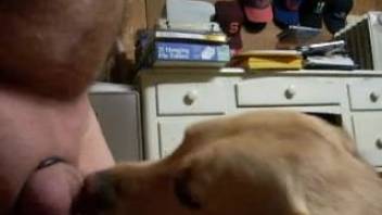 Canine tongues master's dick while he attempts to masturbate on webcam