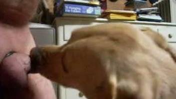Dog licks owner's penis when he tries to jerk off on cam
