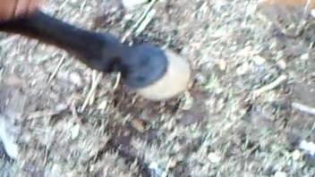Guy indulges in wicked bestiality on webcam with his steed