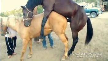 Steeds banging excite the lustful guy to salivate over that shaft