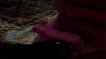 Dude with a hard cock enjoying a blowjob from a cow