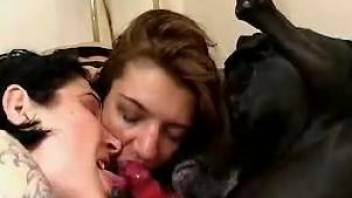 Two playful babes licking the dog's gorgeous cock