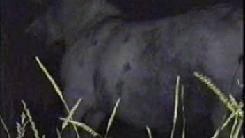 Late-night equine temptation for an aroused animal enthusiast desperate for intimacy