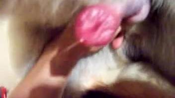 Alluring creature delights in its manhood being featured.