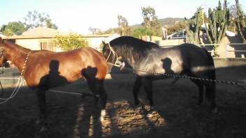 Stallions banging arouses a lustful bestiality porn enthusiast to yearn for more