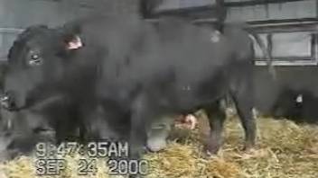 Aroused bull causes excited novice bestiality fan to salivate