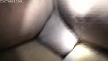The mare's wonderful pussy is deeply penetrated by a well-endowed man