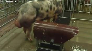 Pigs fucking make the horny zoo porn lover pretty excited