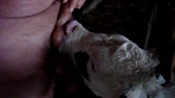 Guy's adorable dick being pleasured by a lustful cow