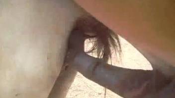 Stallion bangs female horse and horny zoo lover records