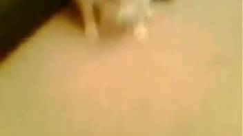 Guy's delicious butthole is tongued by a perverted pooch