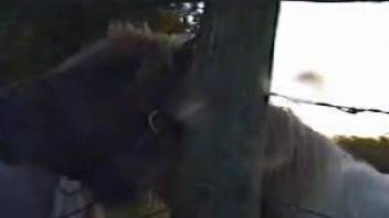 Horse makes horny guy to crave for sex while filming it