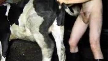 Dude in sexy boots fucking a cow's tight pussy