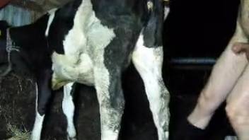 Guy in hot boots banging a cow's snug cunt