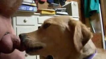 Dog satisfies owner by licking his cock and giving him head.