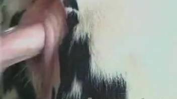 Guy thrusts his entire cock into the cow's snug cunt for a satisfying screw