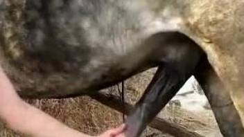 Dark-haired zoophile worships a huge stallion cock here