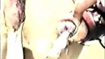 Massive horse cock arouses excited bestiality enthusiast intensely