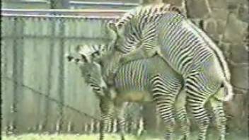 Two zebras screwing each other in an outdoor flick