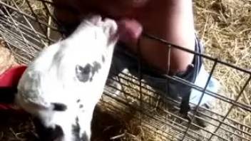 Guy thrusts his cock into the calf's mouth for extra ecstasy