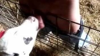 Man inserts dick in veal's mouth for even more pleasure