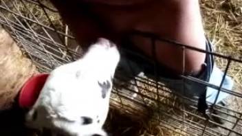 Guy gets aroused and enjoys the young calf tonguing his penis