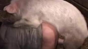 Pig ass fucks man and cums in his anal hole