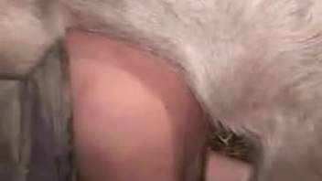 Swine's rear end pounds a guy and shoots its load into his butt hole