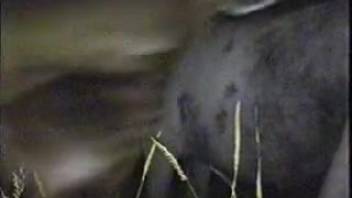 Guy screwing a female horse's vagina from the rear in a steamy adult video clip