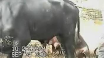 Guy strokes enormous bull cock in amateur bestiality webcam show