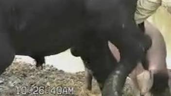 Man jerks bull's huge dong in webcam amateur zoophilia