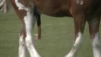 Timid horse flaunting its massive cock in a free porno clip