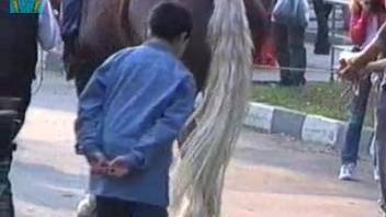 Guy enjoys gazing at this horse's enormous cock