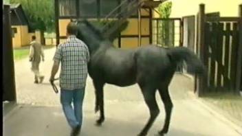 Powerful stud hammering a filly's cunt from the rear