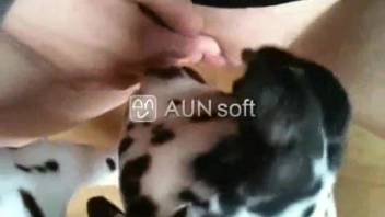 The Dalmatian just can't resist licking that stunning vagina.
