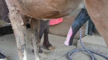 Man jerks horse's penis until the animal cums on her