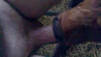 Horny dude enjoys baby veal licking his erect cock quite good