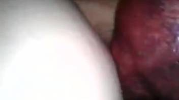 The slutty woman groans in ecstasy as her cunt is stuffed with the dog's prick.